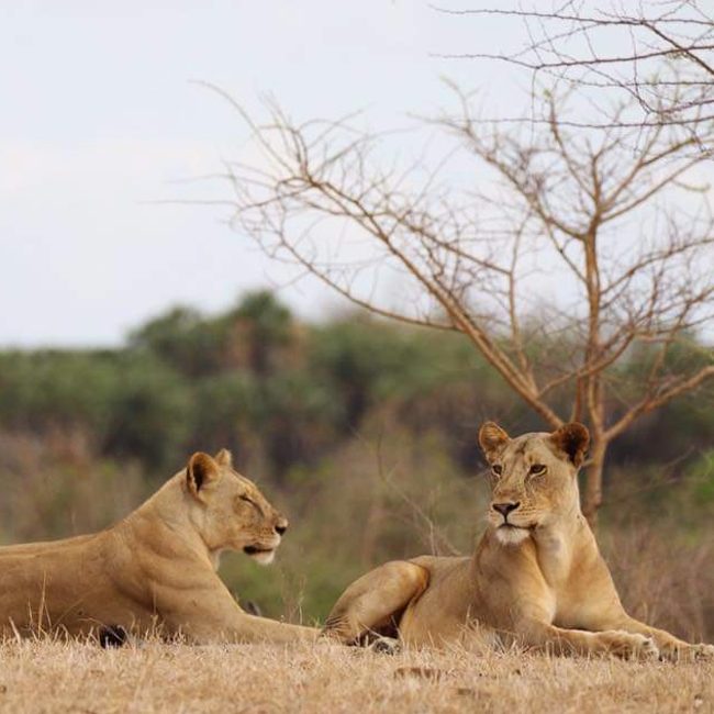 5-days-tanzania-safaris