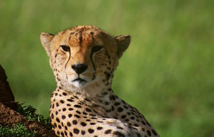 6-days-wildlife-safari