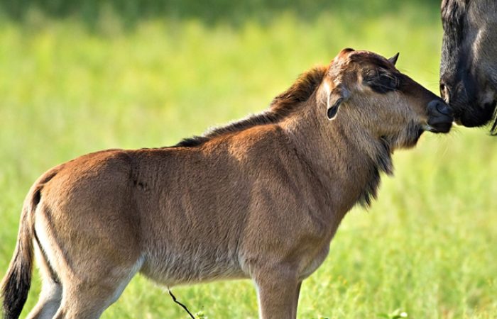 7-days-wildebeest-calving-season