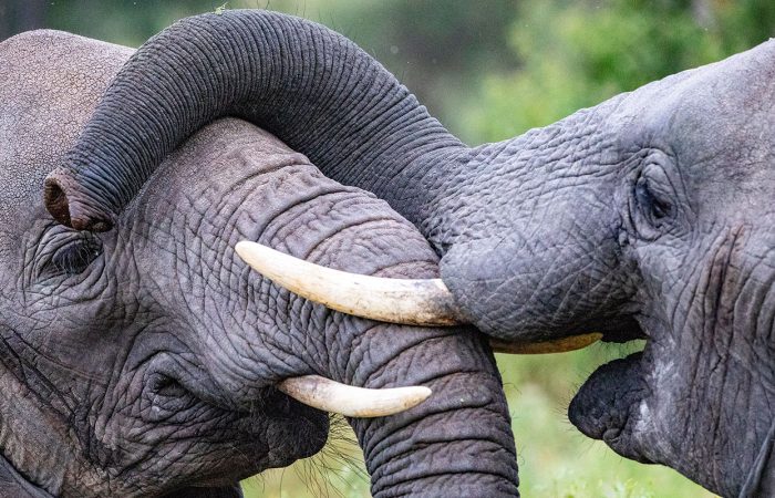 contact-tour-tamu-africa-tarangire-elephants.jpg