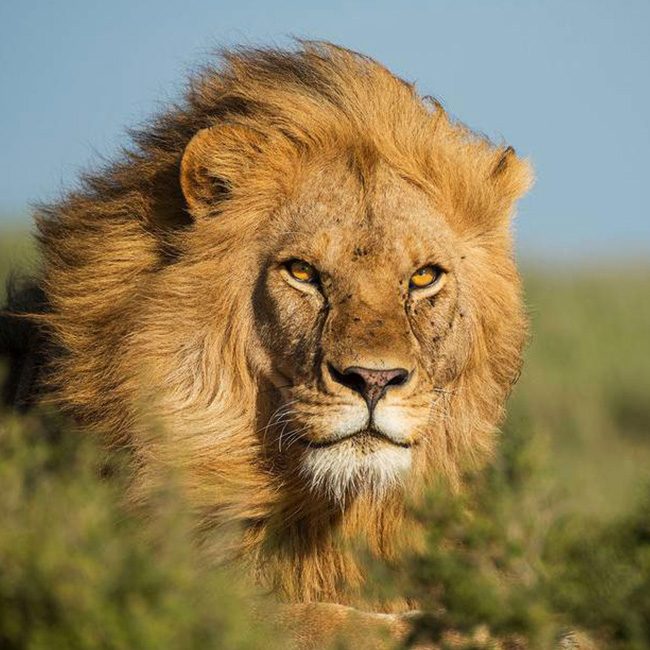 lion-watching