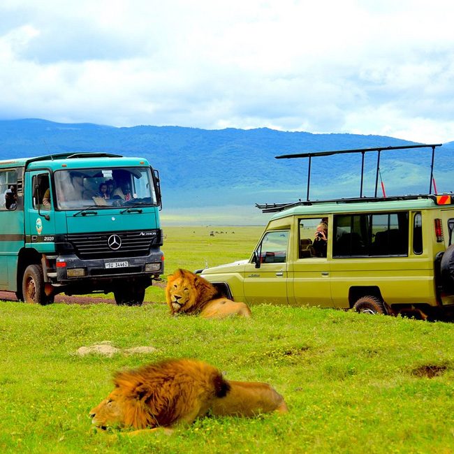 ngorongoro-crater-lions